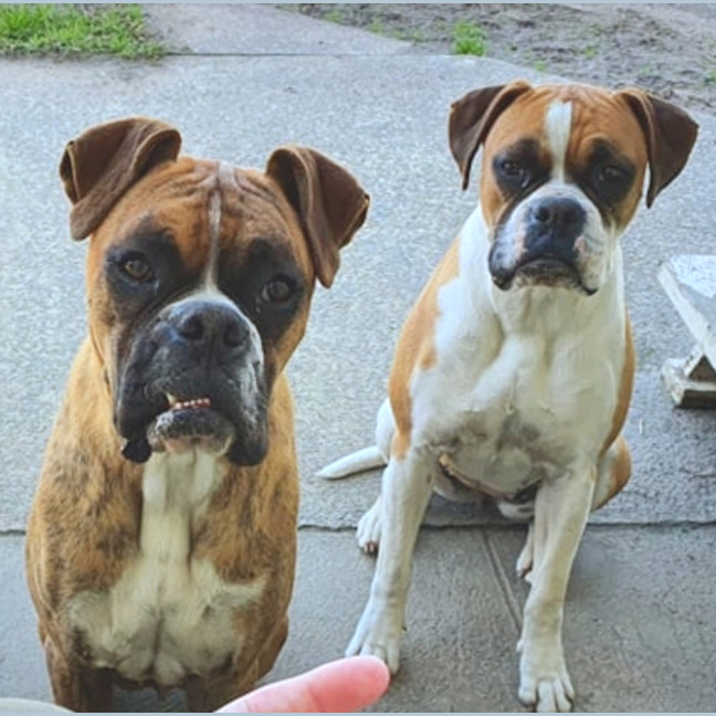 Photo of Hank And Moo