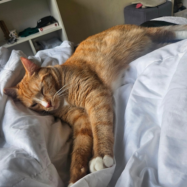 Photo of Marmalade