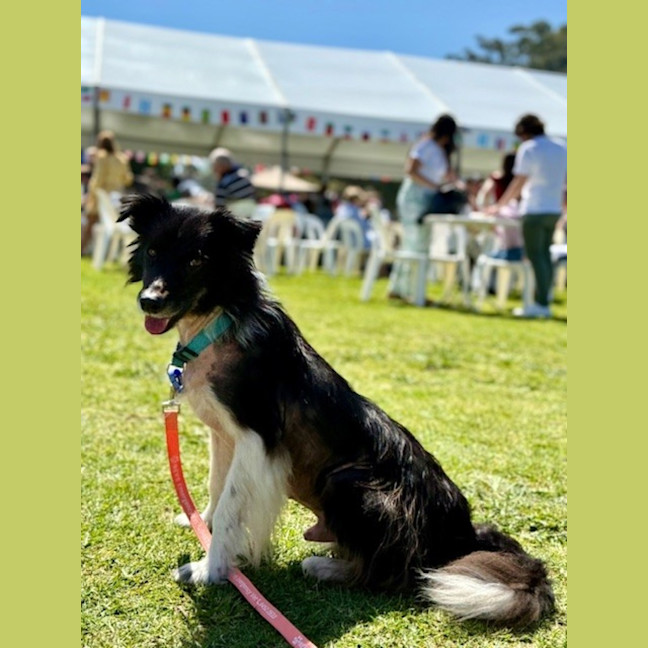 Photo of Harvey   7 Year Old Border Collie X Sheltie