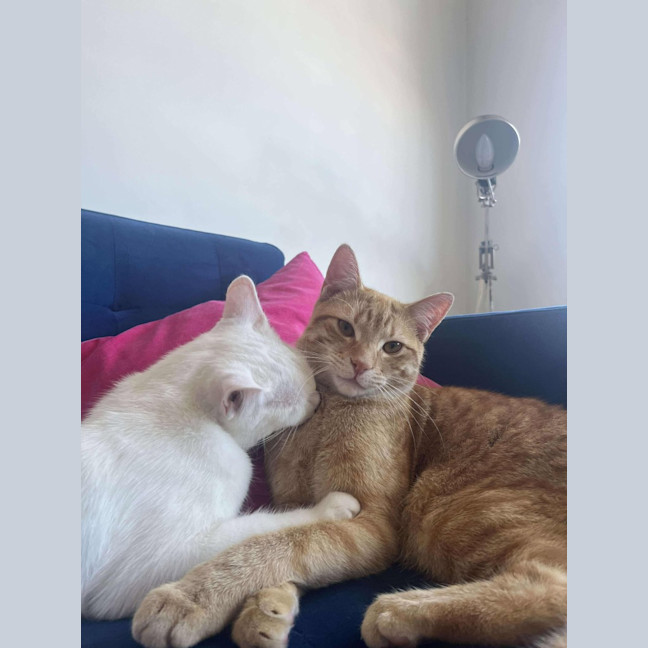 Photo of Mouse / Fig