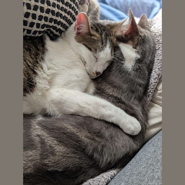 Photo of Chai And Mochi