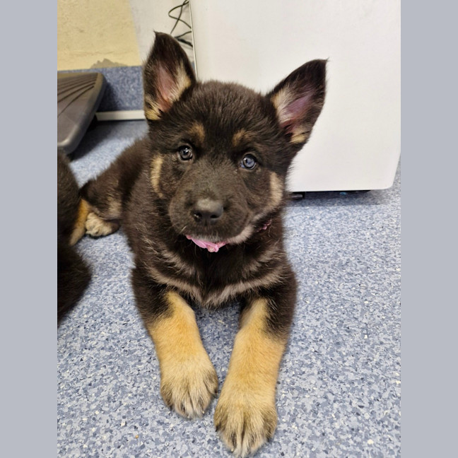 Photo of D1042 Sadie