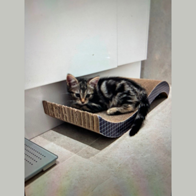 Photo of Skye Meet Me@Petstock Hastings