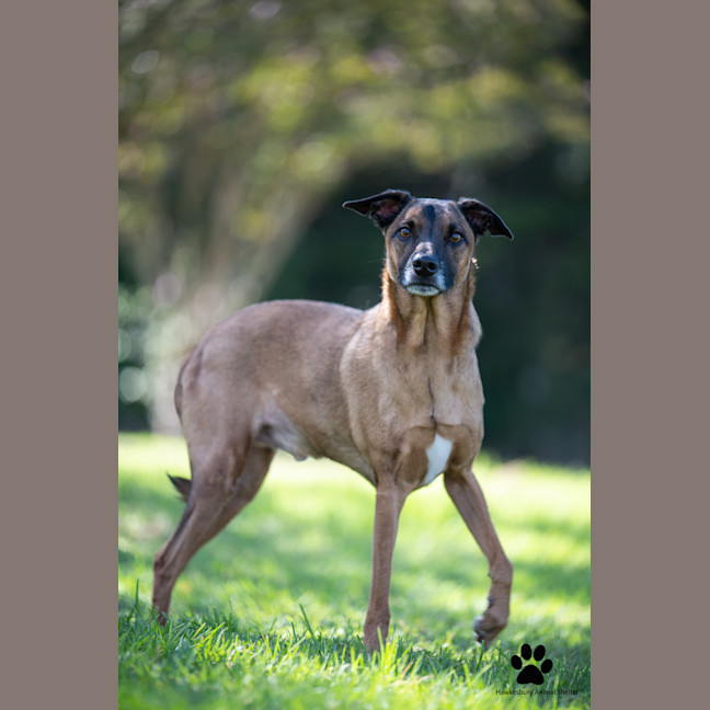 Photo of Fenrir