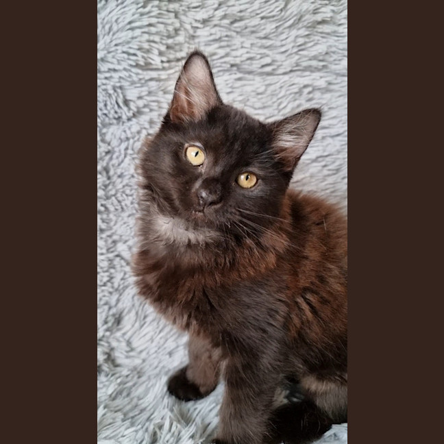 Photo of Athena