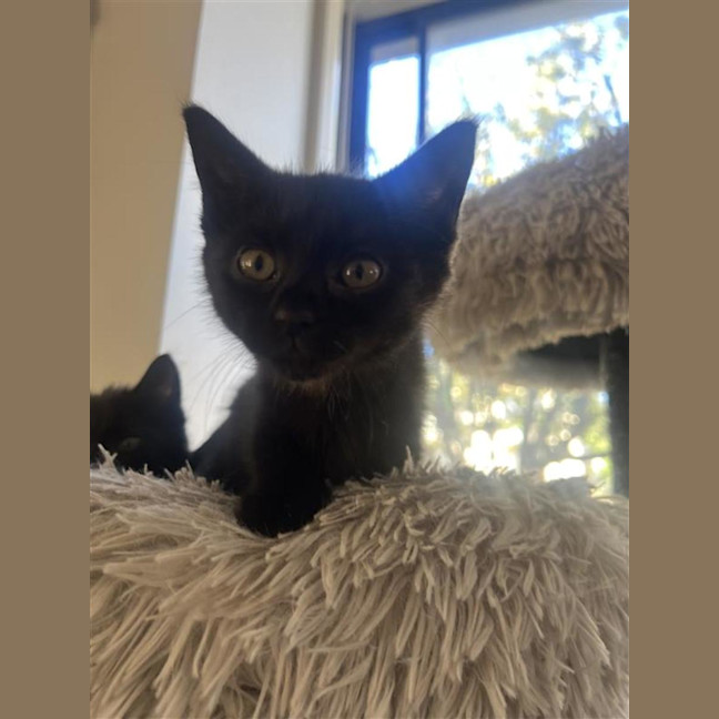 Photo of Puddle (With Smudge)