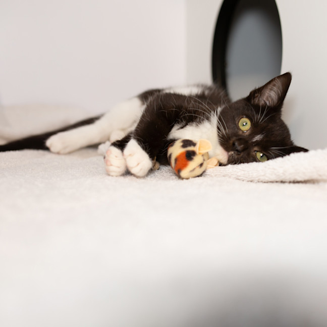 Photo of Domino
