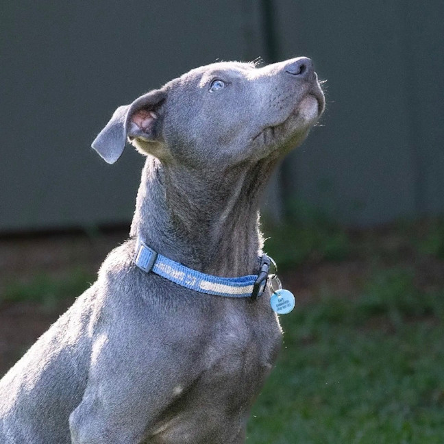 Photo of Blaze
