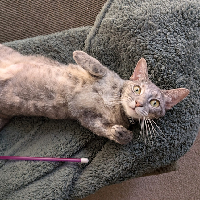 Photo of Luna