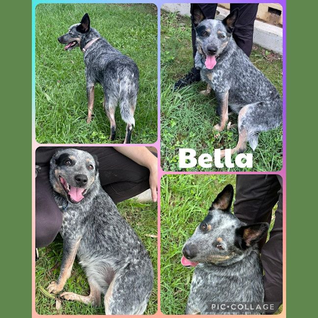 Photo of Bella