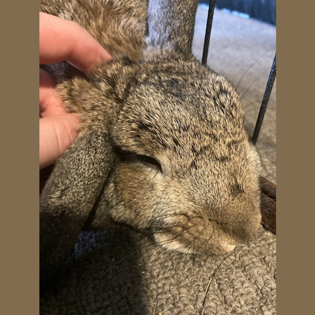 Photo of Zestful Wildy 