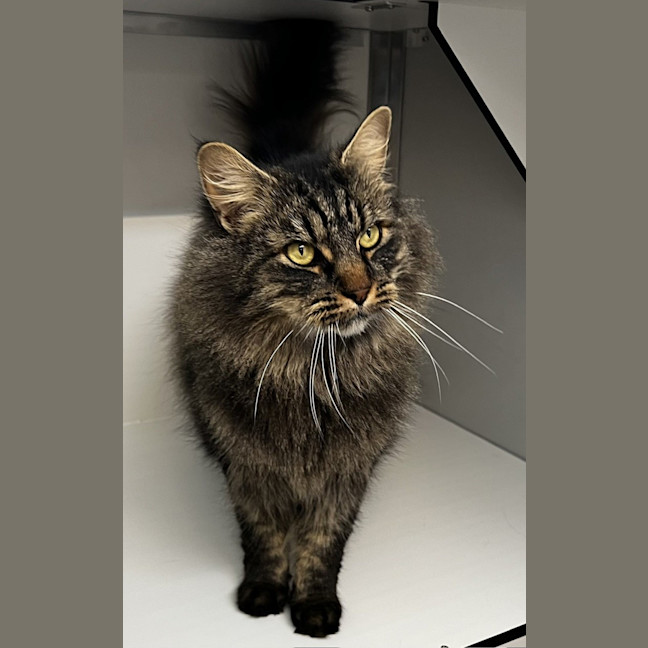 Photo of Hank