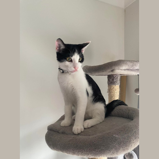 Photo of Rascal 