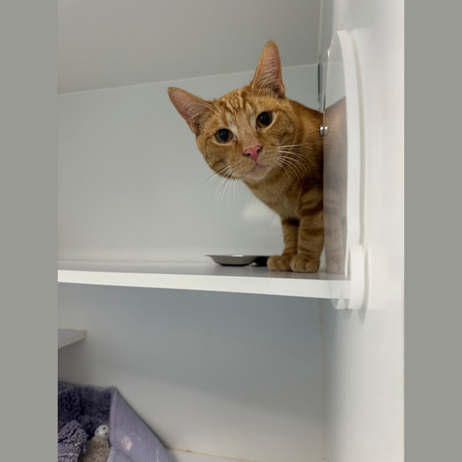 Photo of Butterscotch