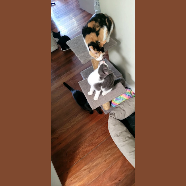 Photo of Monaco   18 Month Old Domestic Short Hair