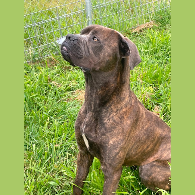 Photo of Bruno
