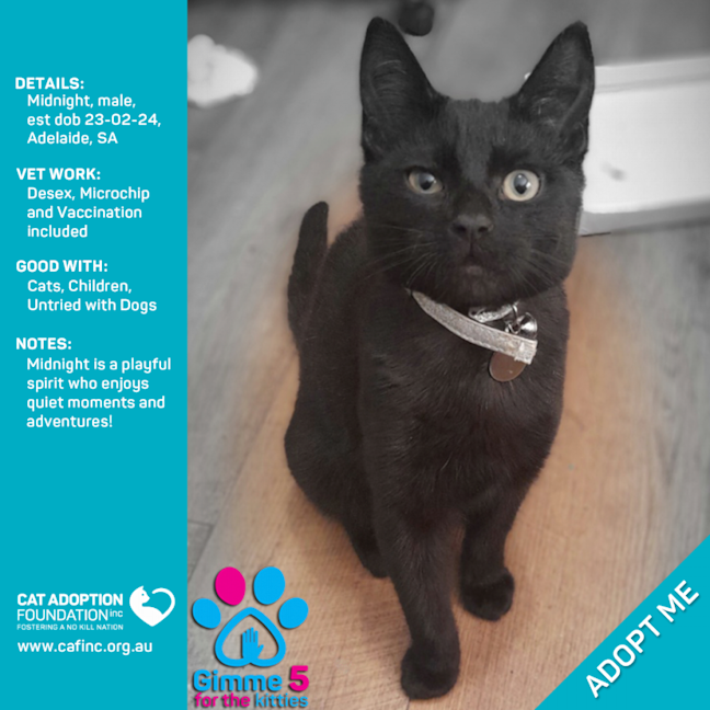 Photo of Midnight Just $50 Limited Time!