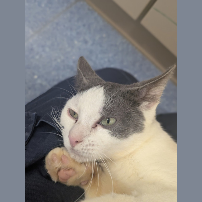 Photo of Banana Boat