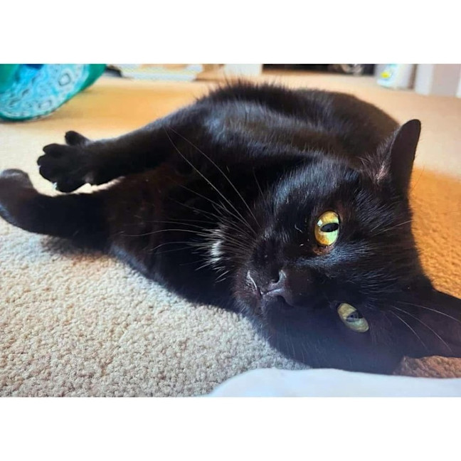 Photo of 3455   Dimitri