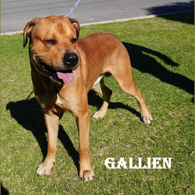 Photo of Gallien