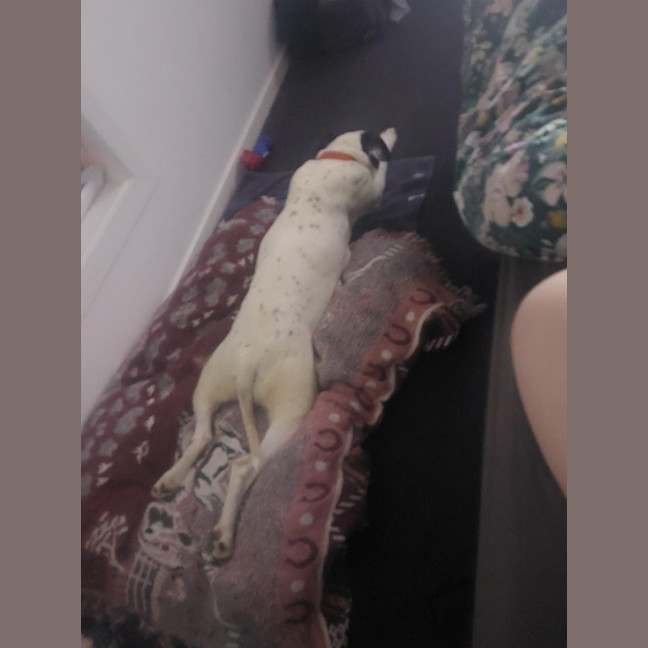 Photo of Nightingale