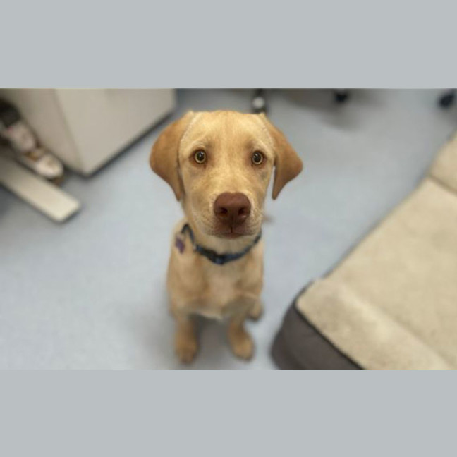Photo of Hop