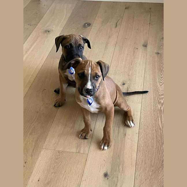 Photo of Darla   11 Week Old Kelpie X