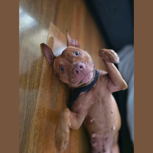 Photo of Shadow   7 Year Old Staffy X