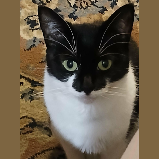 Photo of Tilly