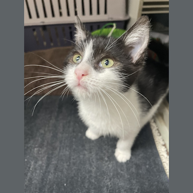 Photo of Chatter Telephone