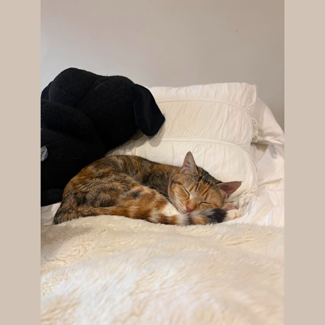Photo of Juno