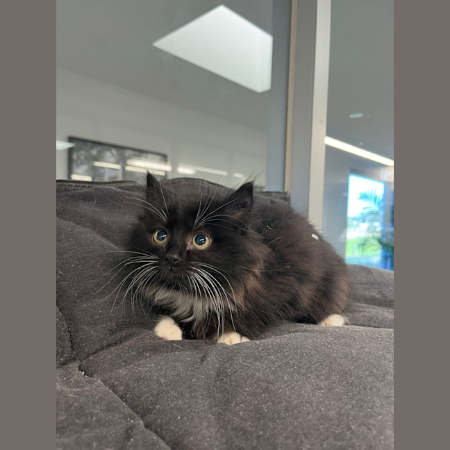 Photo of Noodle