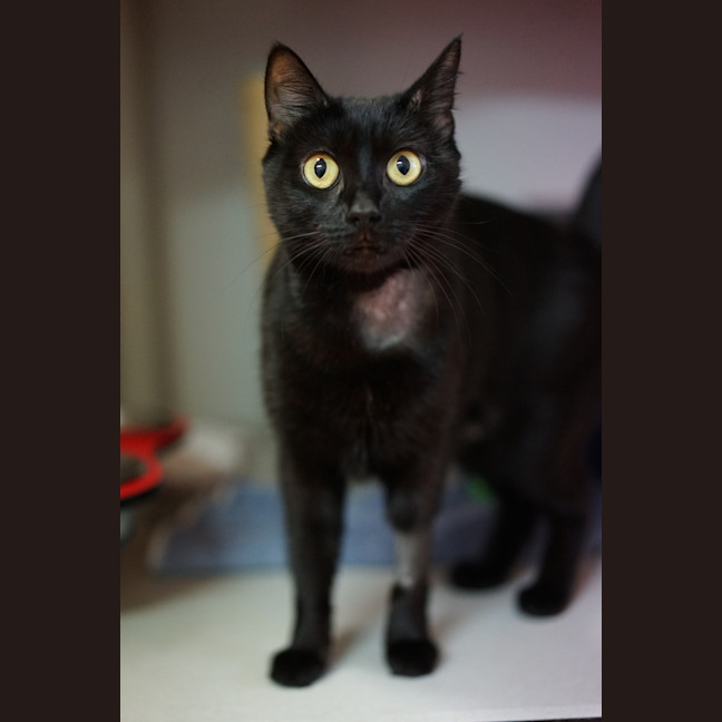 Photo of Mavis