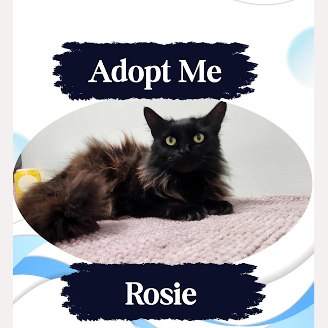 Photo of Rosie