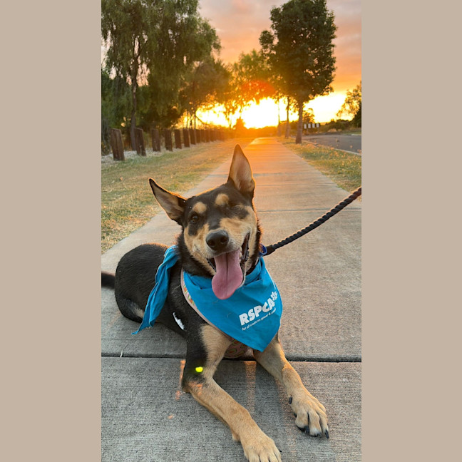 Photo of Blossom