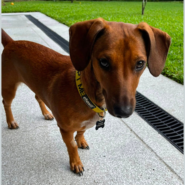Photo of Bella