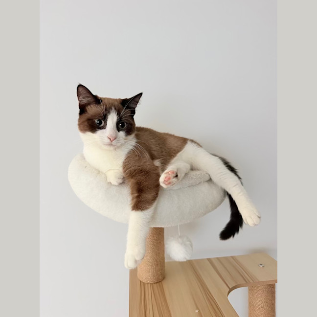 Photo of Toast