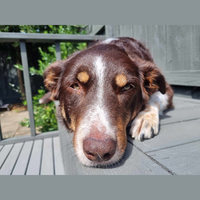 Photo of Lacey
