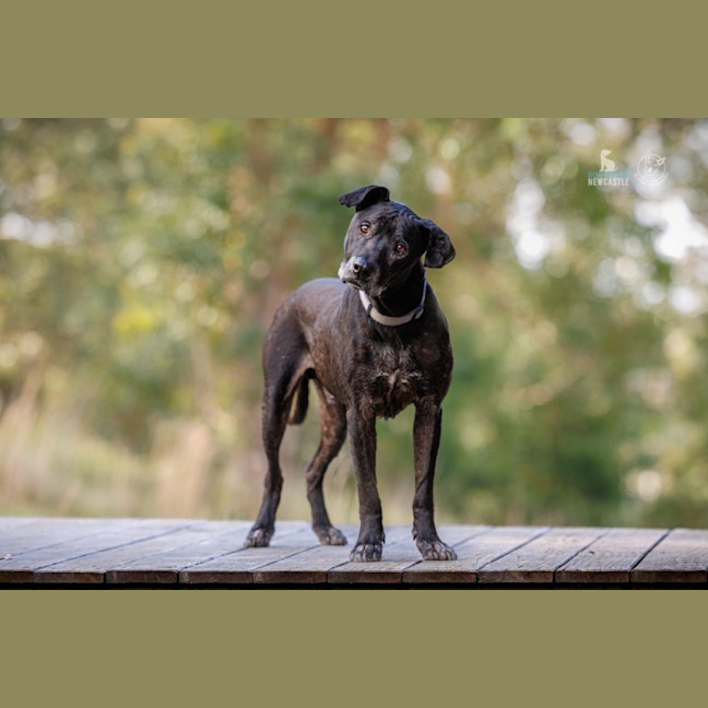 Photo of Chuck   11 Year Old Bullmastiff