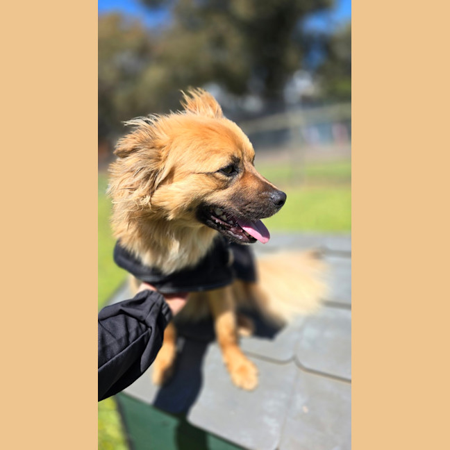 Photo of Ace