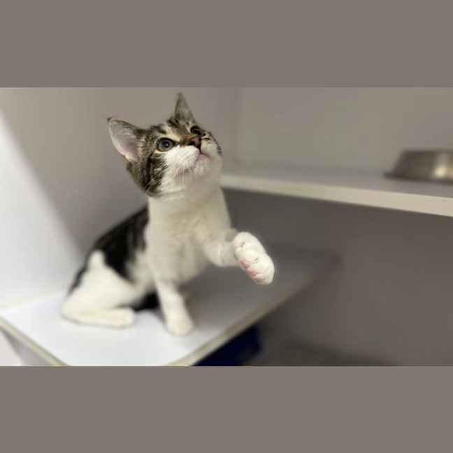 Photo of Clover