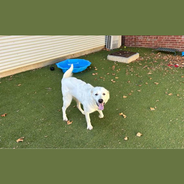 Photo of Juno