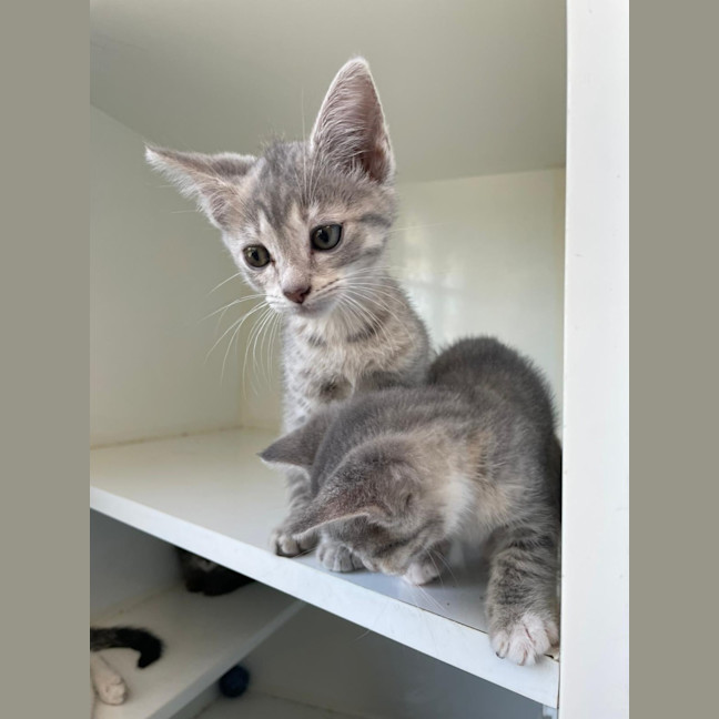 Photo of Missy