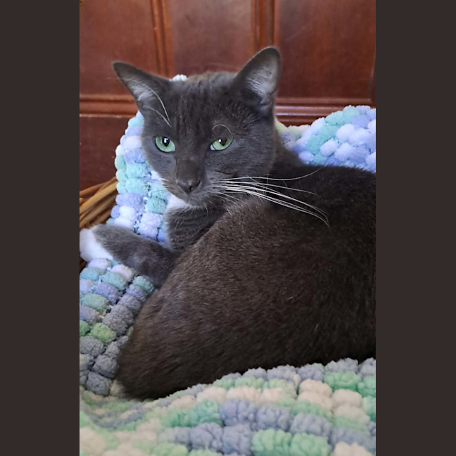 Photo of Bunny