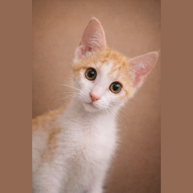 Photo of Fin