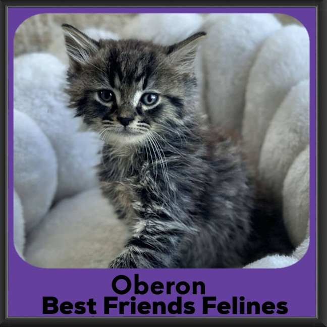 Photo of Oberon