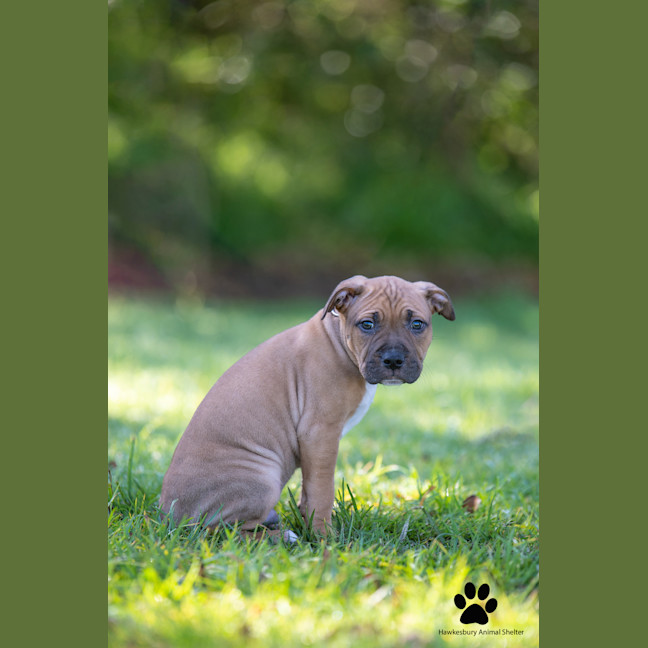 Photo of Bear