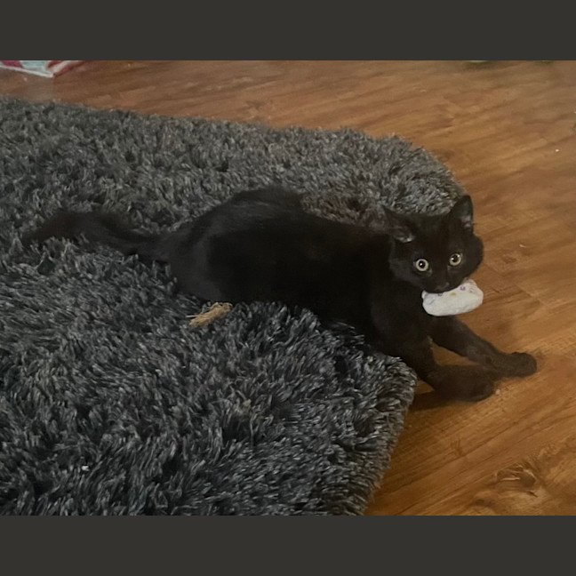 Photo of Smudge