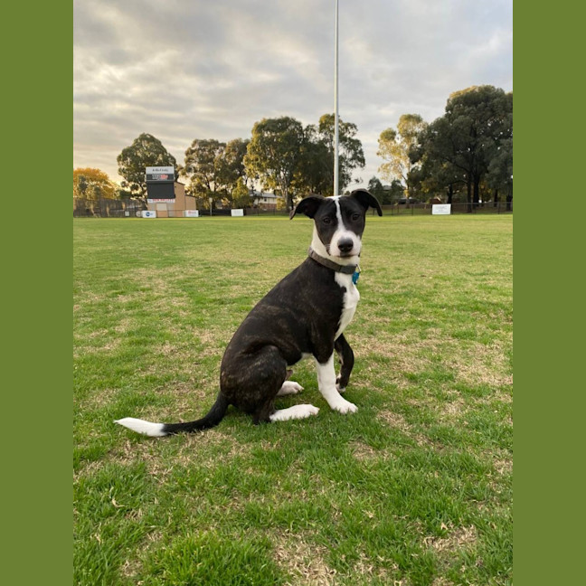 Photo of Comet