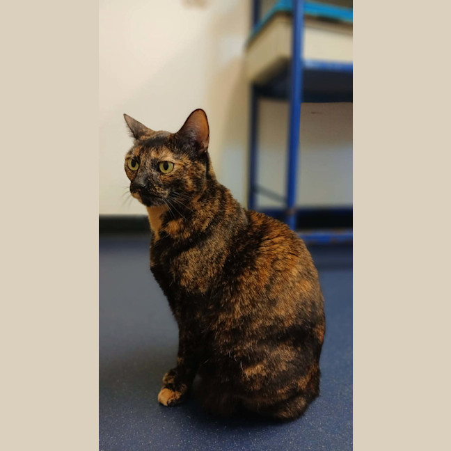 Photo of Tilly